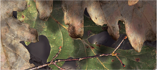 mossy oak break-up country